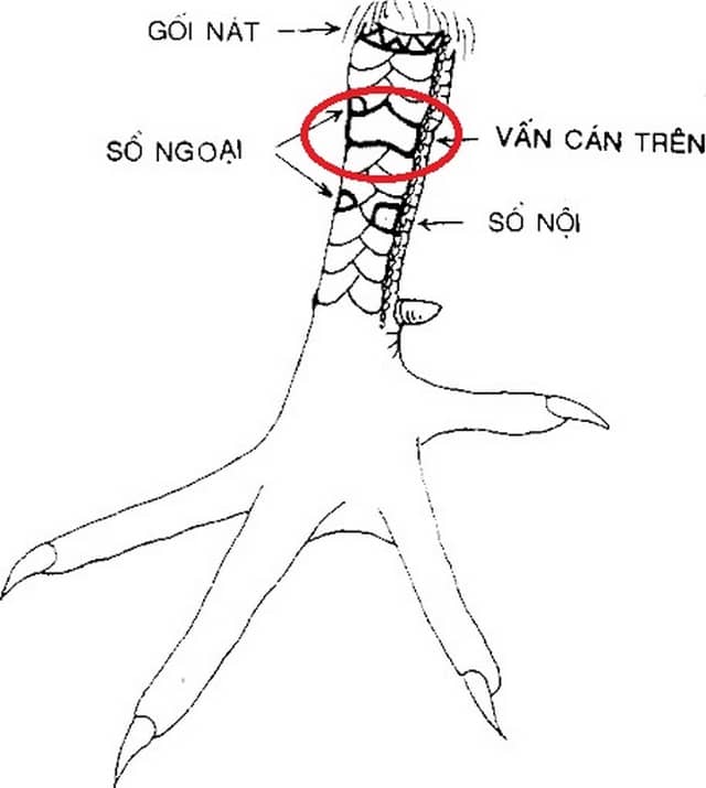 Vảy gà vấn cán có khá nhiều loại khác nhau tùy thuộc vào vị trí. 