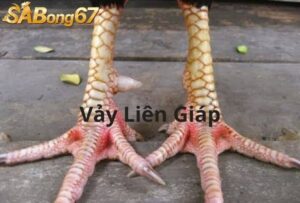 Vảy liên giáp một miếng vảy lớn và có đường nứt nhỏ ở giữa