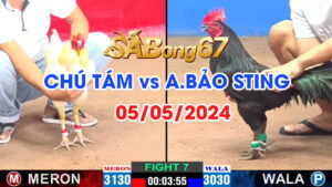 chu 8 bảo sting