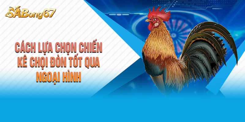 Cách lựa chọn chiến kê chọi đòn tốt qua ngoại hình