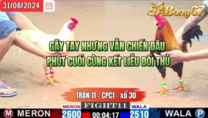 Trận 11 CPC1 31/8/2024 Anh Chín Đá Xổ Anh Hải