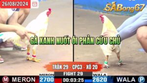 Trận 29 CPC3 26/8/2024 Anh Diệp Tn Đá Xổ Anh Tèo Bảo Lộc