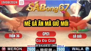 Trận 36 CPC1 19/8/2024 Anh Hoàng Gia Đá Xổ Sabong67