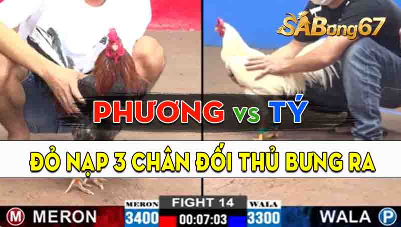 Trận 14 CPC2 18/09/2024 - Gà Anh Phương Cần Thơ Đâm Cựa Quá Dã Man