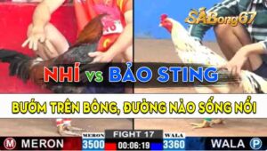 Trận 17 CPC2 15/09/2024 - Gà Anh Bảo Sting Đá Anh Nhí Hết Đường Binh