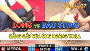 Trận 3 CPC2 11/09/2024 - Đẳng Cấp Của Ông Hoàng Wala Bảo Sting