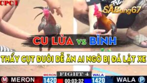 Trận 4 CPC1 09/09/2024 - Gà Anh Bình Đá Gà Anh Cu Lửa Té Ngựa