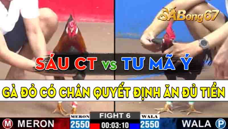 Trận 6 CPC2 18/09/2024 - Gà Anh Sáu Có Chân Cựa Dứt Điểm